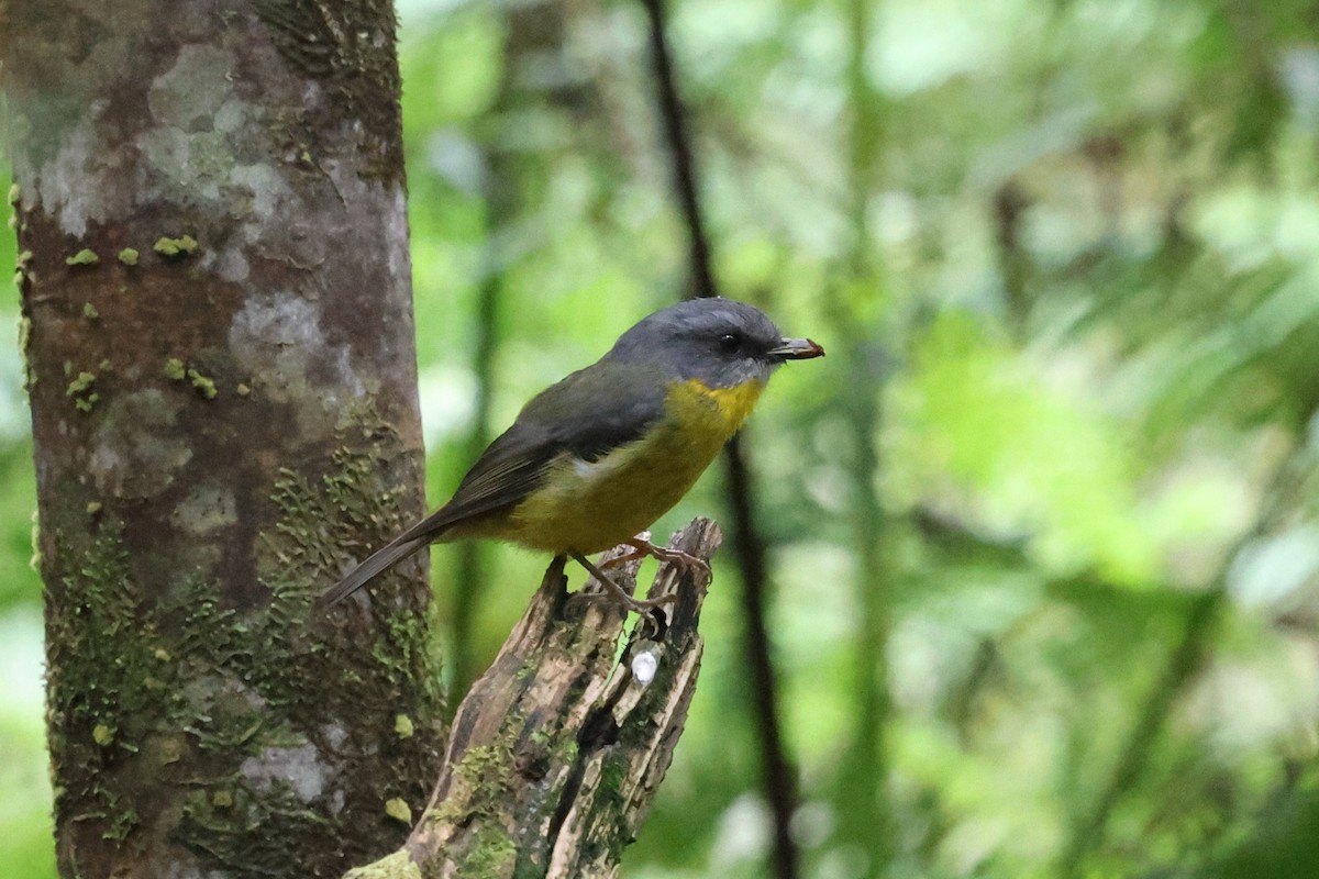 Eastern Yellow Robin - ML647068149