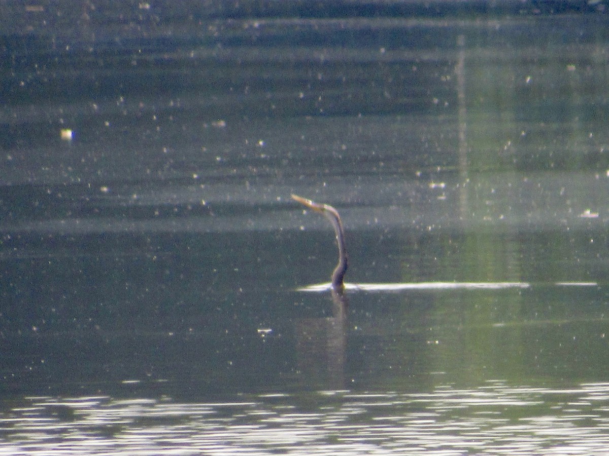 orientslangehals - ML647068170