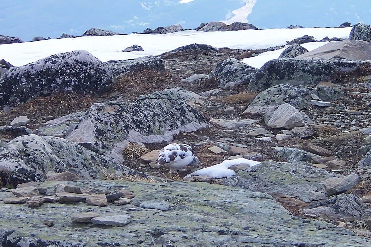 オジロライチョウ - ML647068182