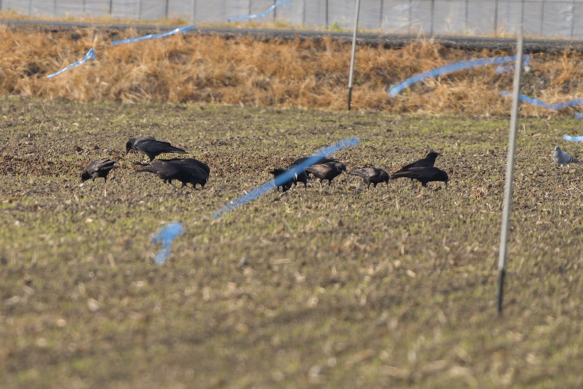 Ekin Kargası - ML647068183