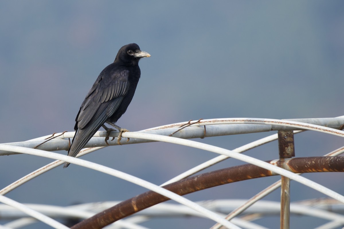 Ekin Kargası - ML647068184