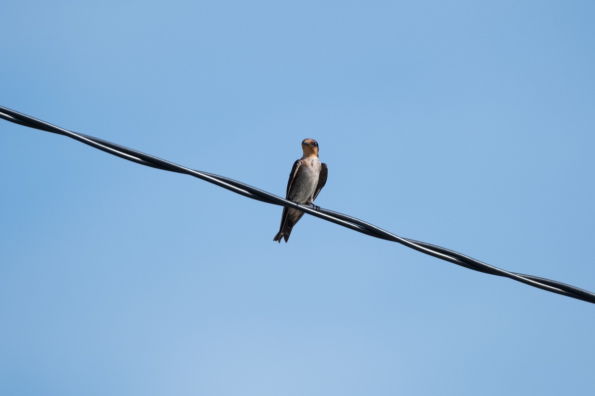 rorýs východoasijský - ML647068185