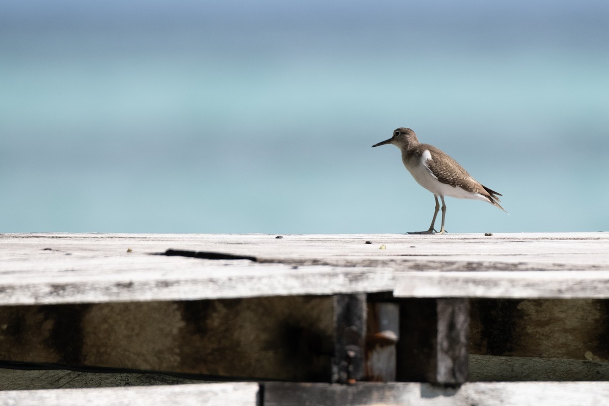 pisík obecný - ML647068189