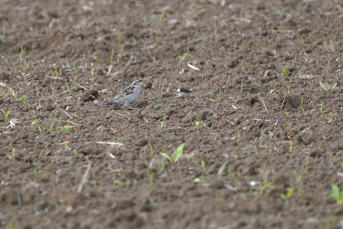 Russet Sparrow - ML647068201