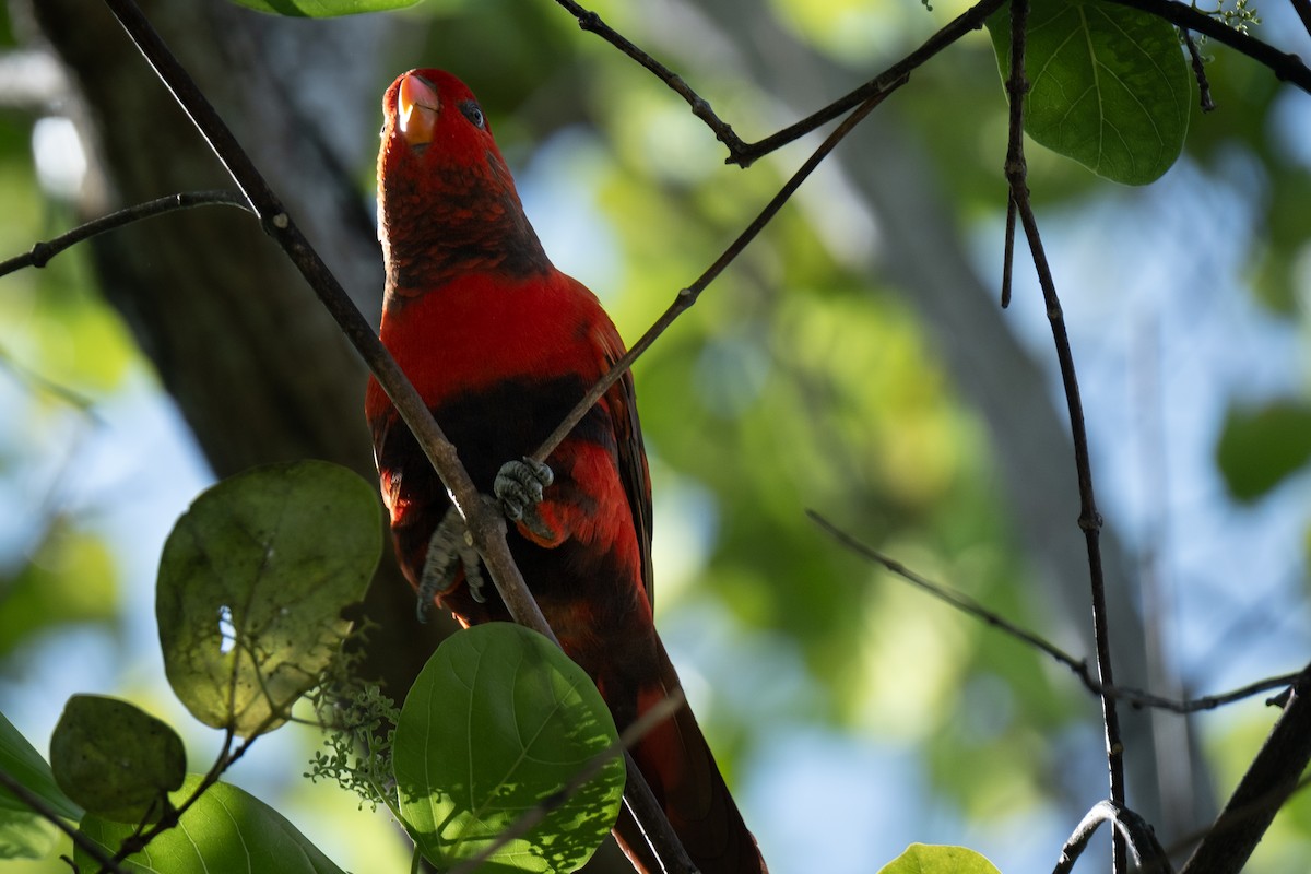 lori fialovobřichý - ML647068202