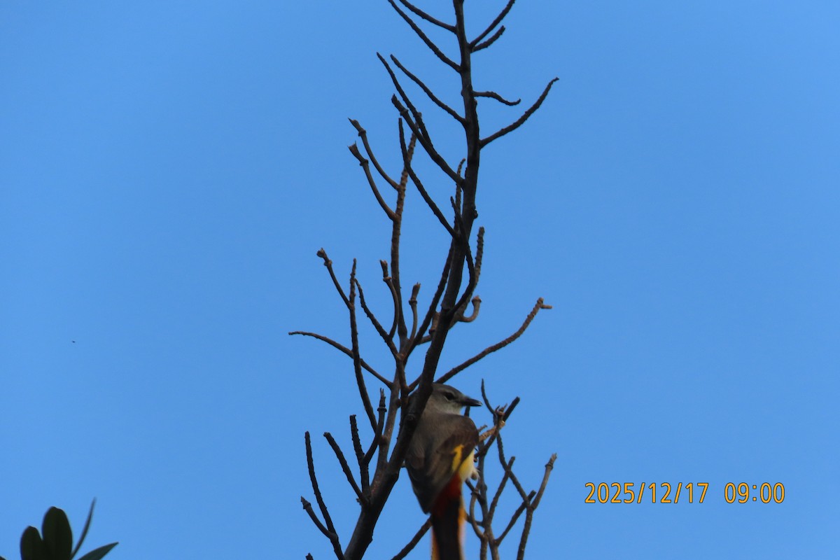 Zwergmennigvogel - ML647068210