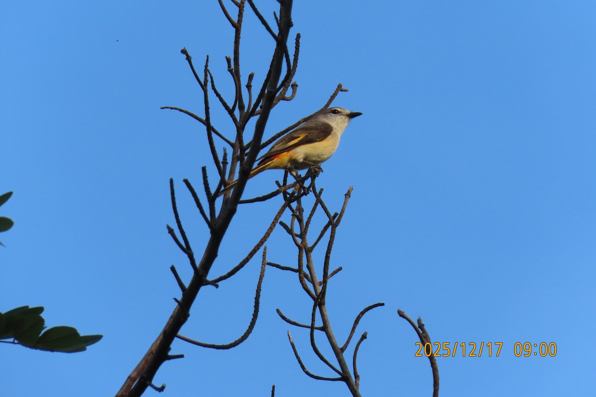 Zwergmennigvogel - ML647068212