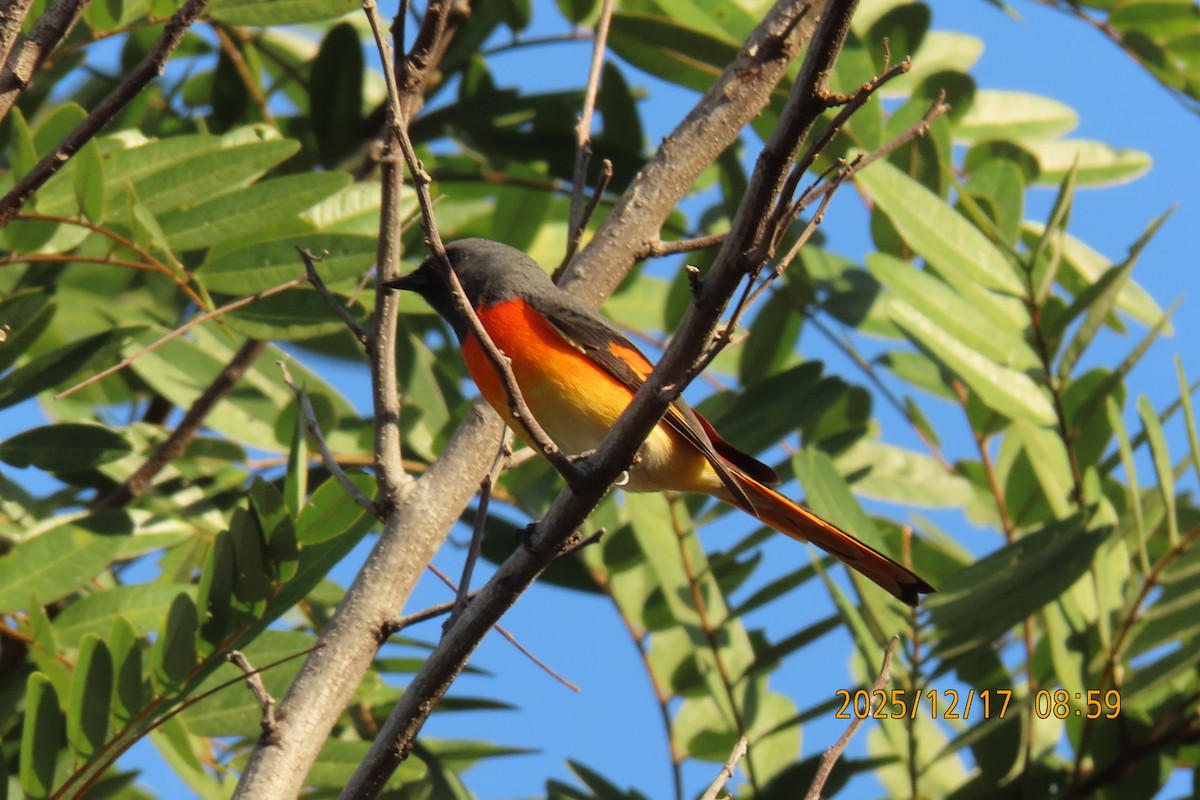 Zwergmennigvogel - ML647068213