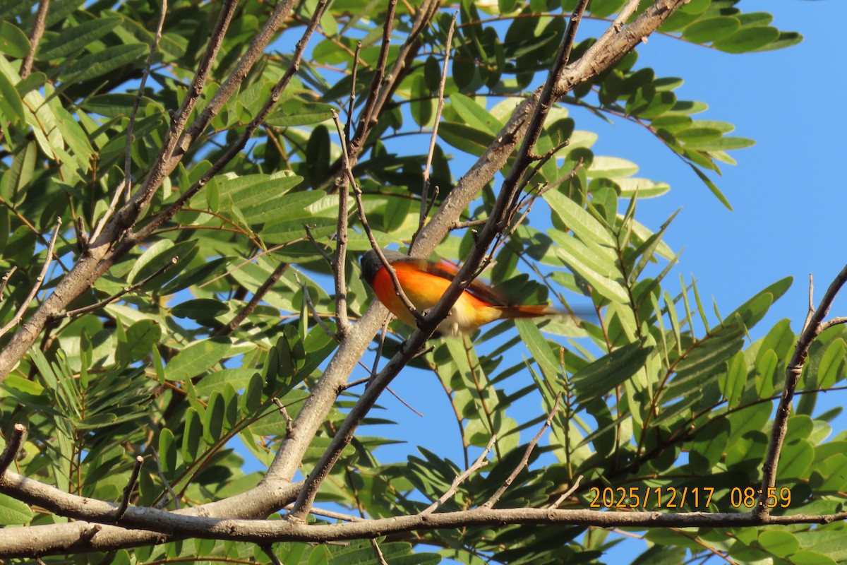 Zwergmennigvogel - ML647068214