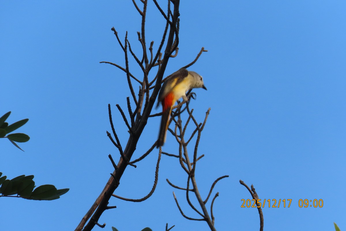 Zwergmennigvogel - ML647068215