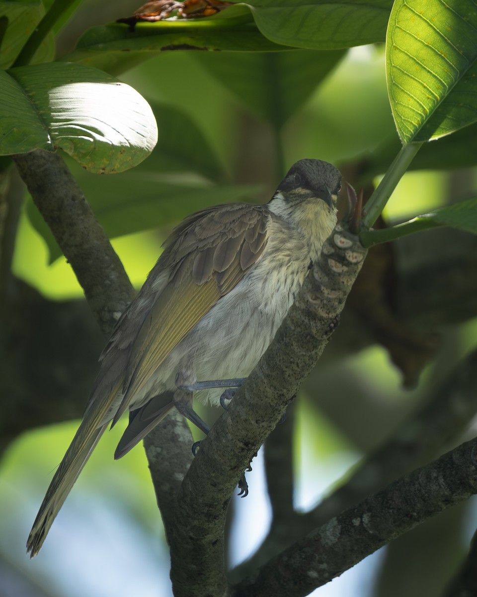 medosavka mnohobarvá - ML647068219