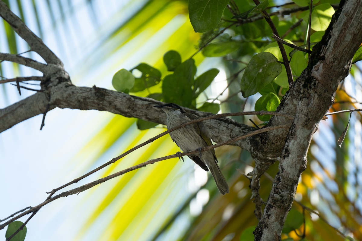 medosavka mnohobarvá - ML647068220