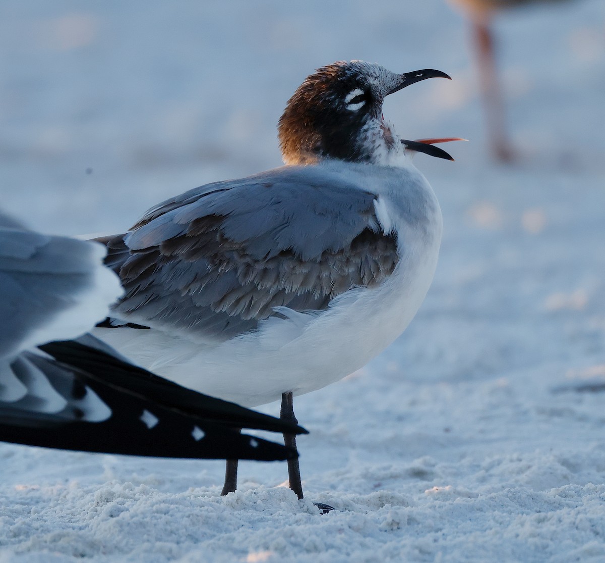 Franklin's Gull - ML647068223
