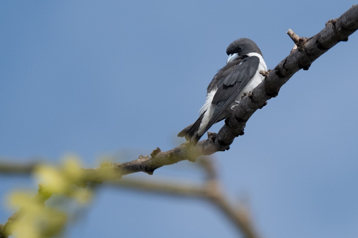 lasolet bělobřichý - ML647068228