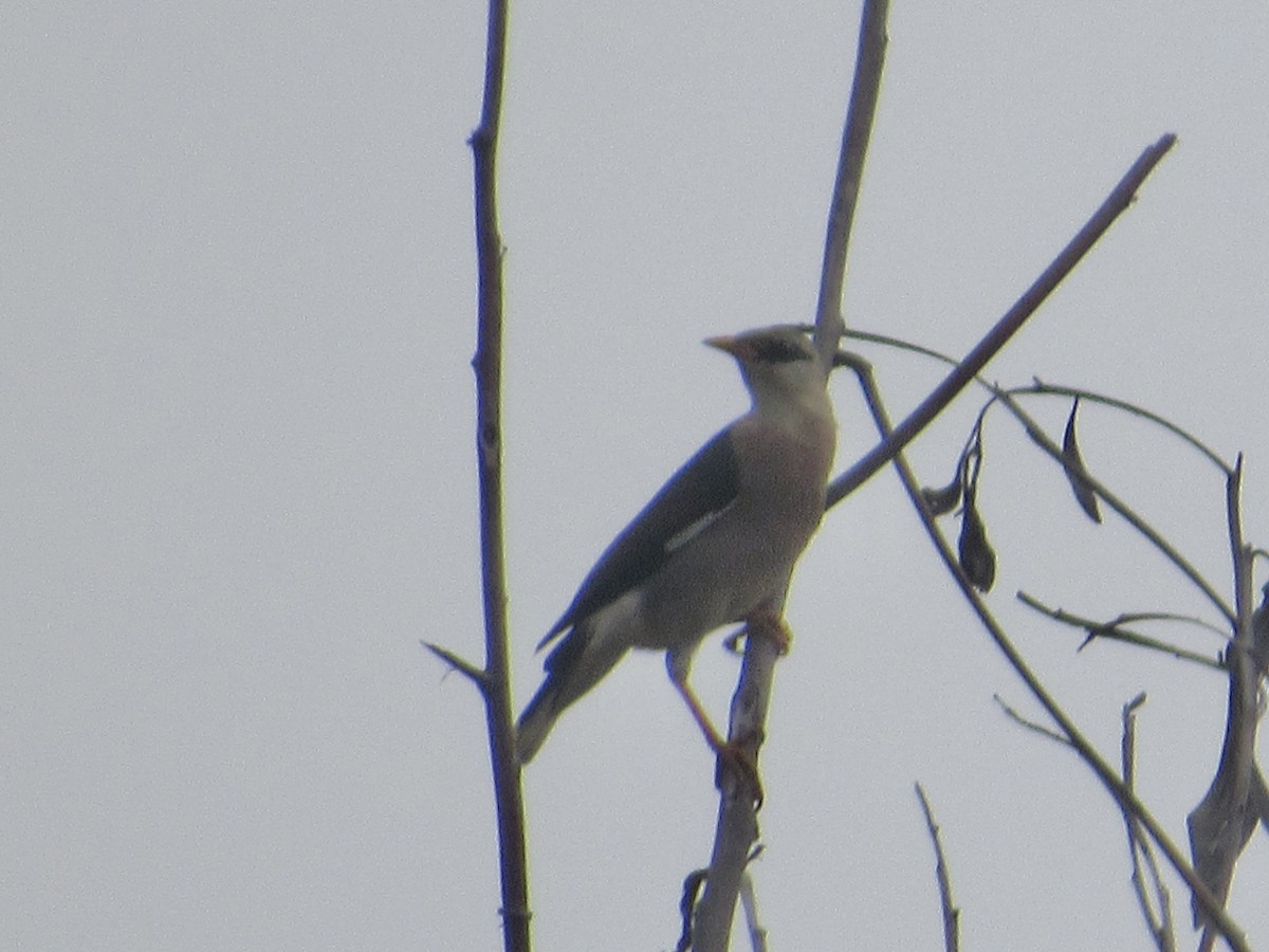Vinous-breasted Myna - ML647068237