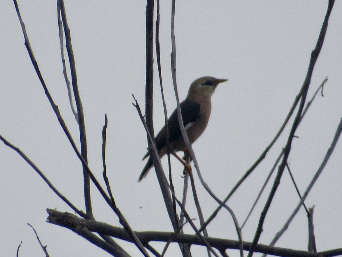 Vinous-breasted Myna - ML647068239