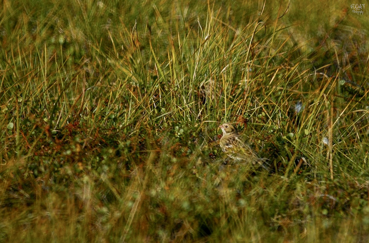 Lapland Longspur - ML647068241