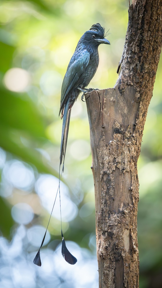 Greater Racket-tailed Drongo - ML647068242