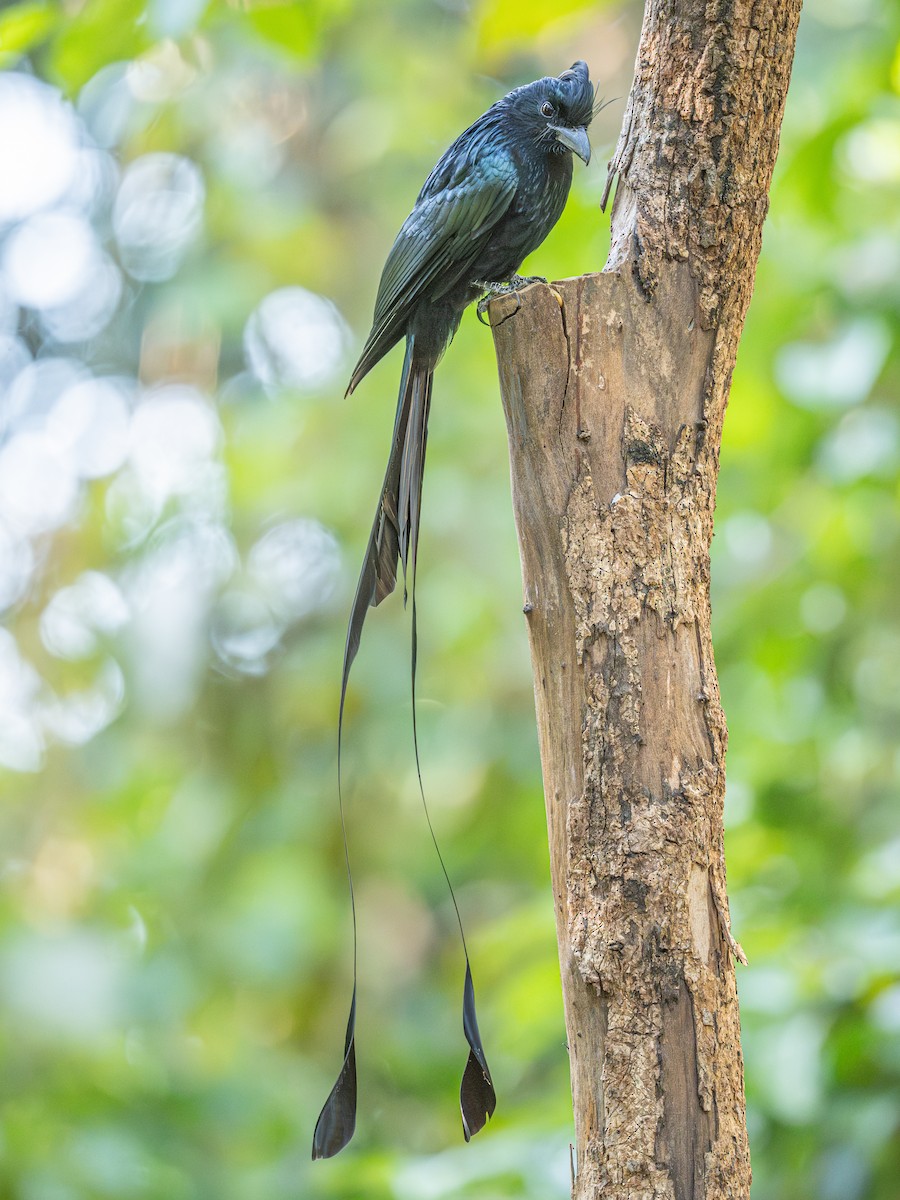 Greater Racket-tailed Drongo - ML647068244