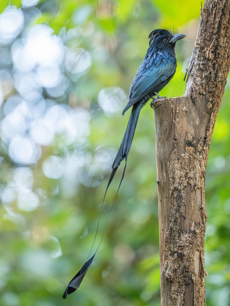 Greater Racket-tailed Drongo - ML647068245