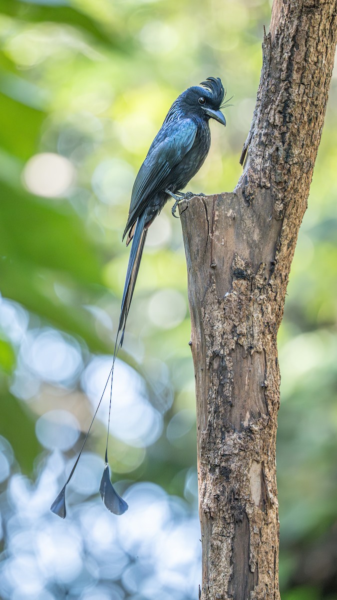 Greater Racket-tailed Drongo - ML647068248