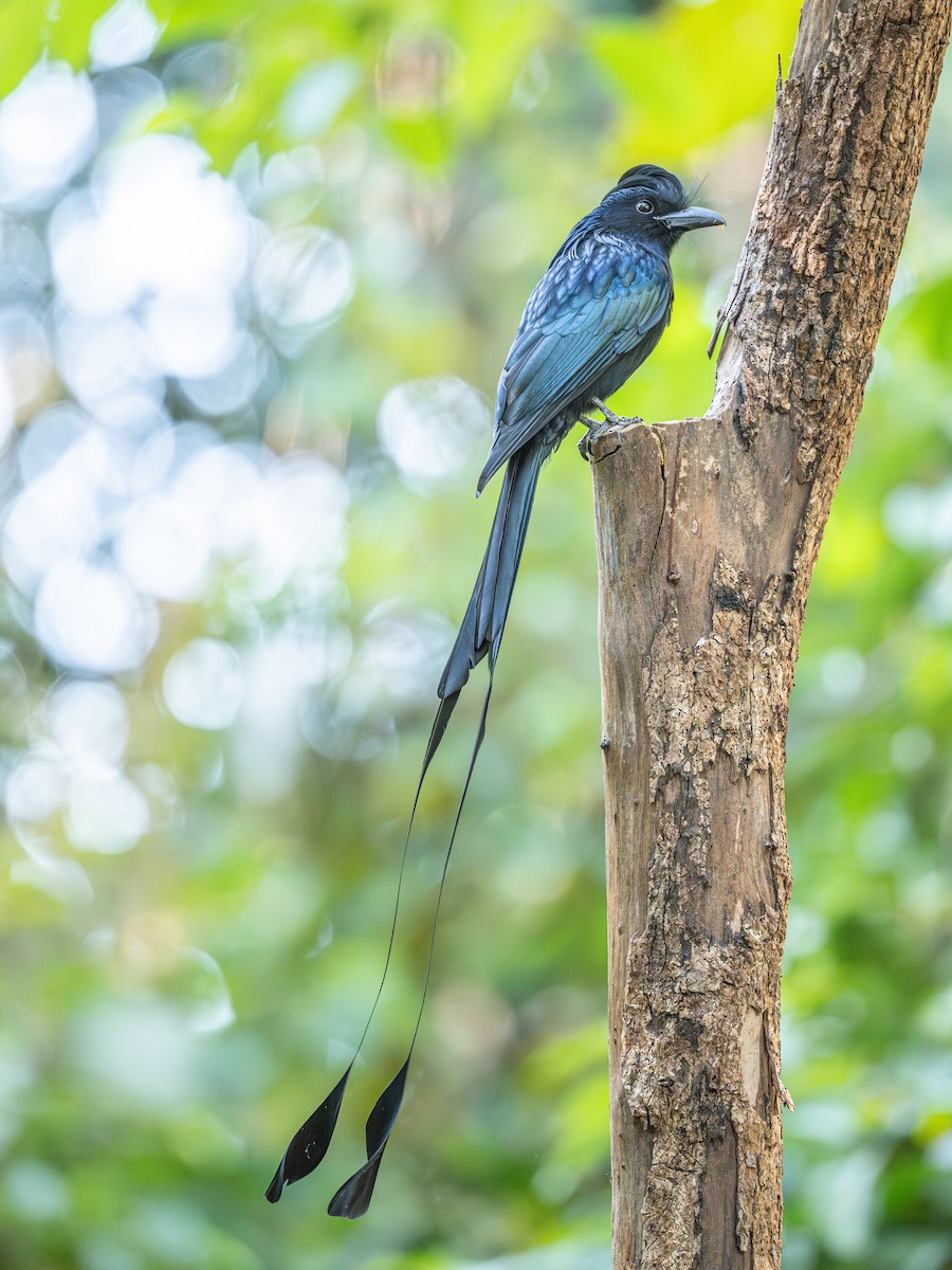 Greater Racket-tailed Drongo - ML647068251