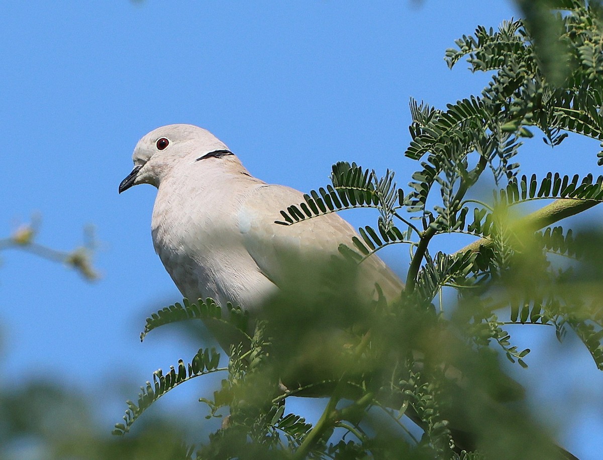 hrdlička senegalská - ML647068253