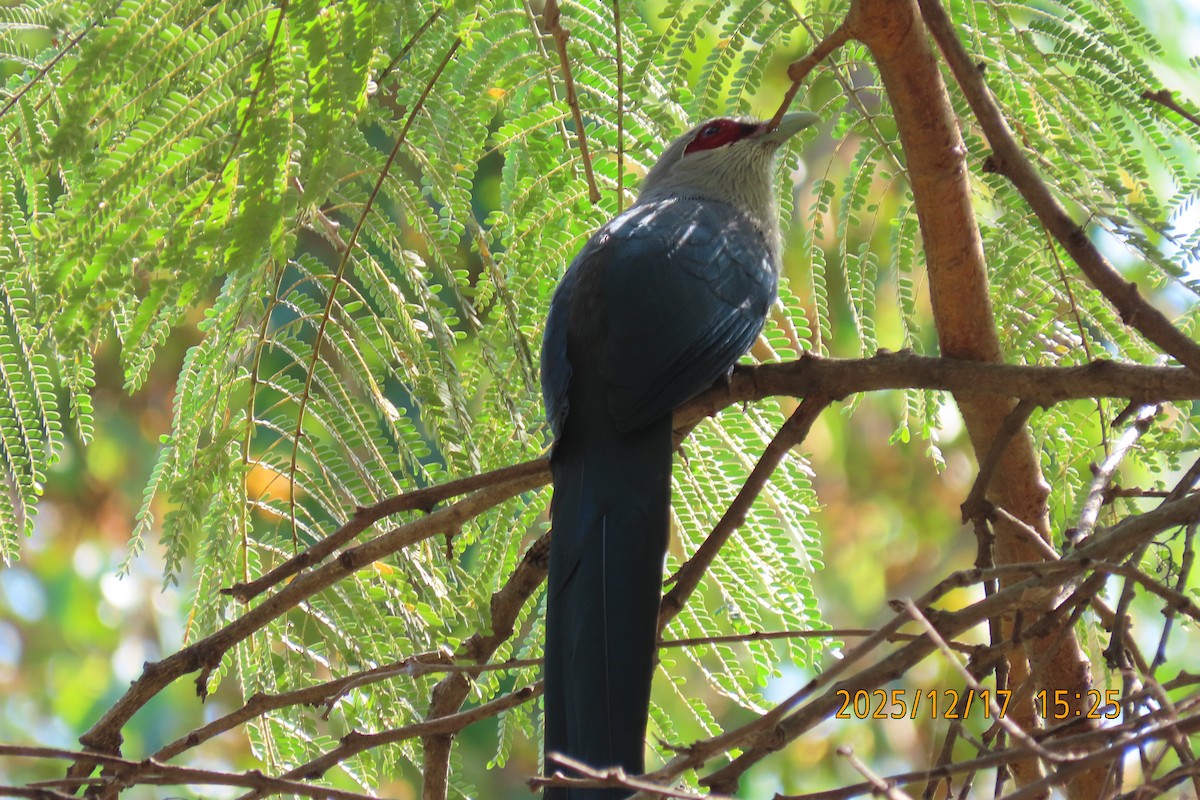 Green-billed Malkoha - ML647068289