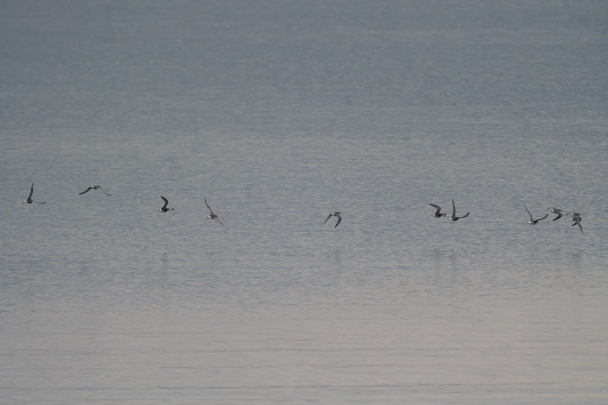 tundralo - ML647068292