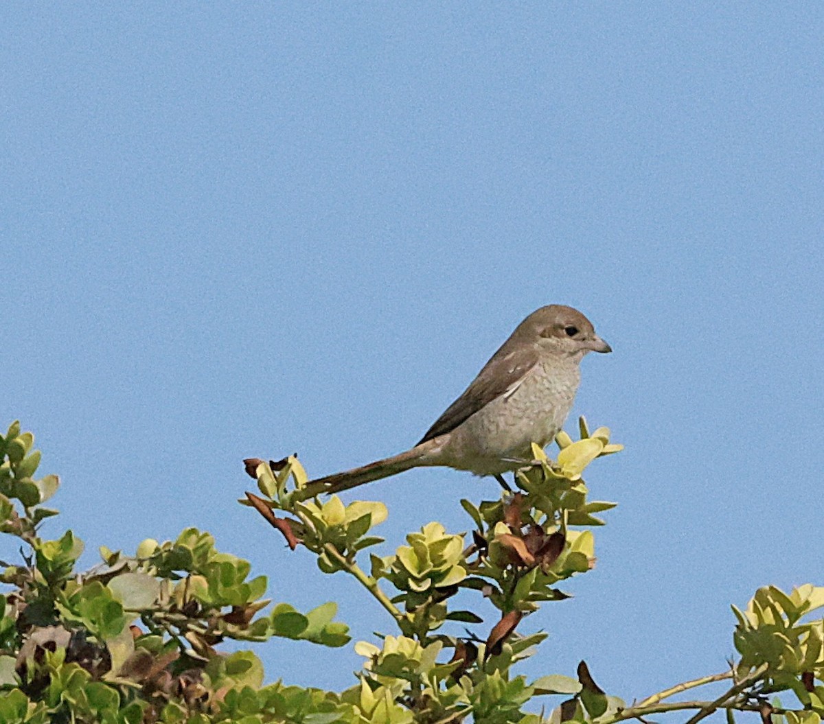 ťuhýk mongolský - ML647068294