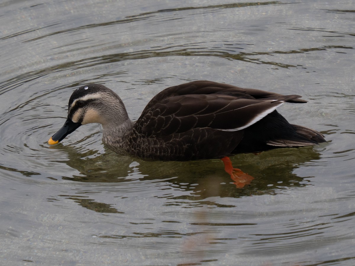 カルガモ - ML647068298