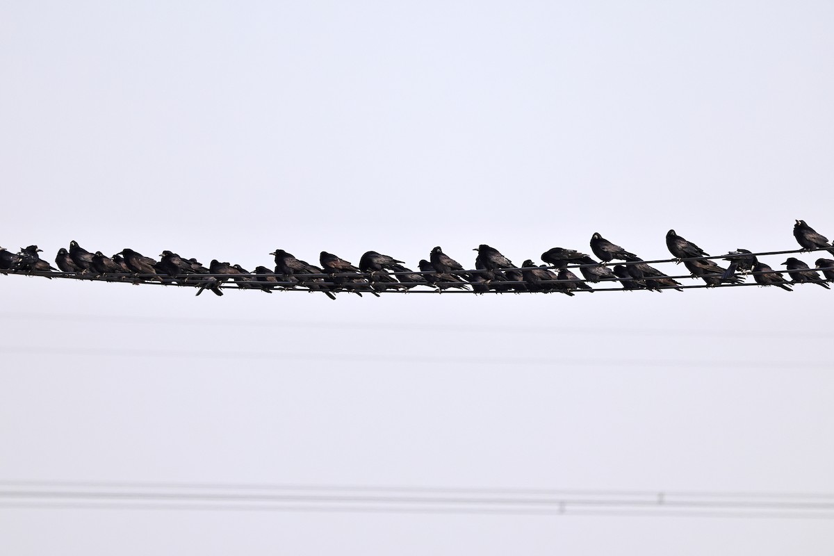 Ekin Kargası - ML647068299