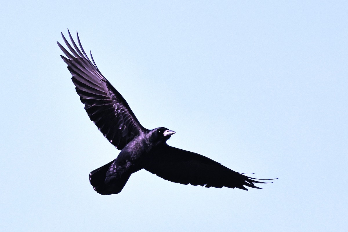 Ekin Kargası - ML647068301