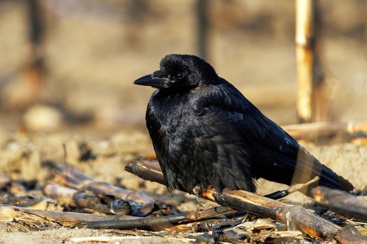 Ekin Kargası - ML647068302