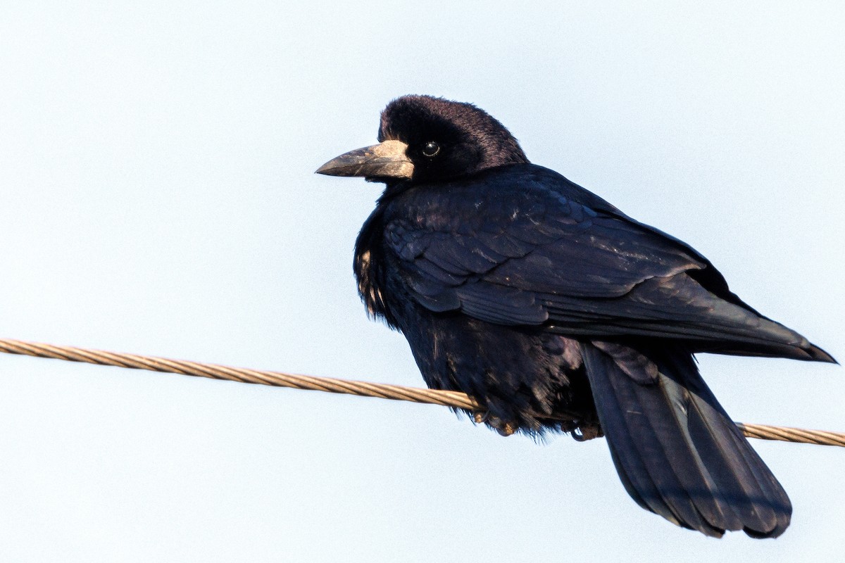 Ekin Kargası - ML647068303