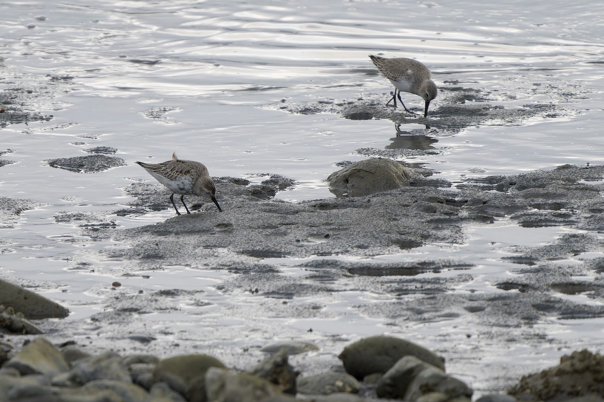 jespák obecný - ML647068318