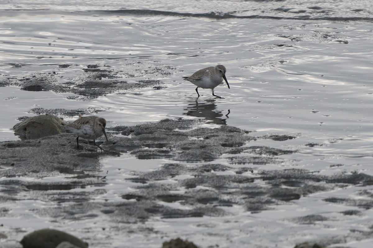 jespák obecný - ML647068319