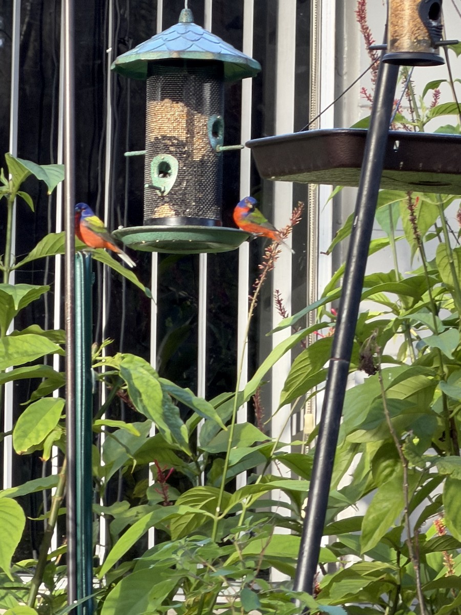 Расписной колорин - ML647068323