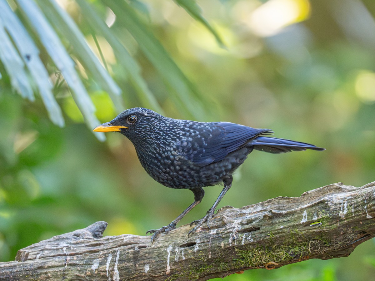 modravec siný - ML647068345