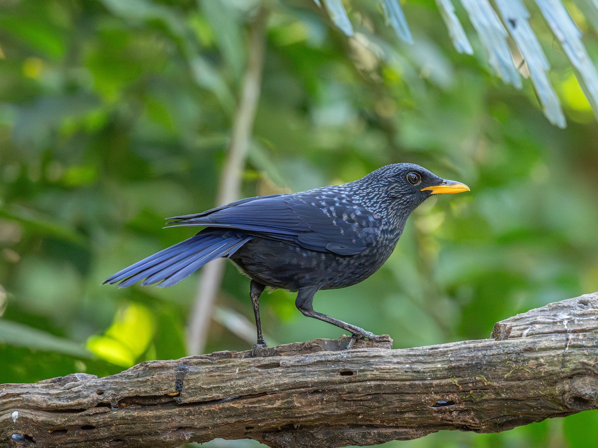 modravec siný - ML647068346