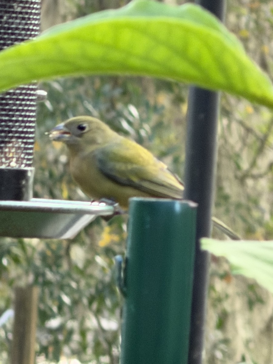 Расписной колорин - ML647068348