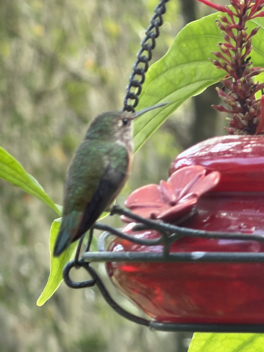 Рыжий колибри - ML647068356