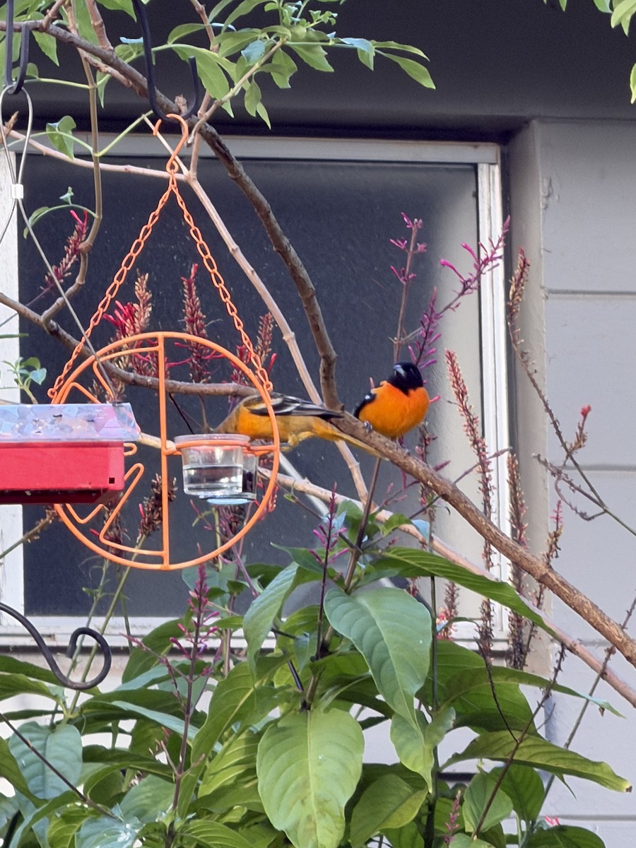 Baltimore Oriole - ML647068361