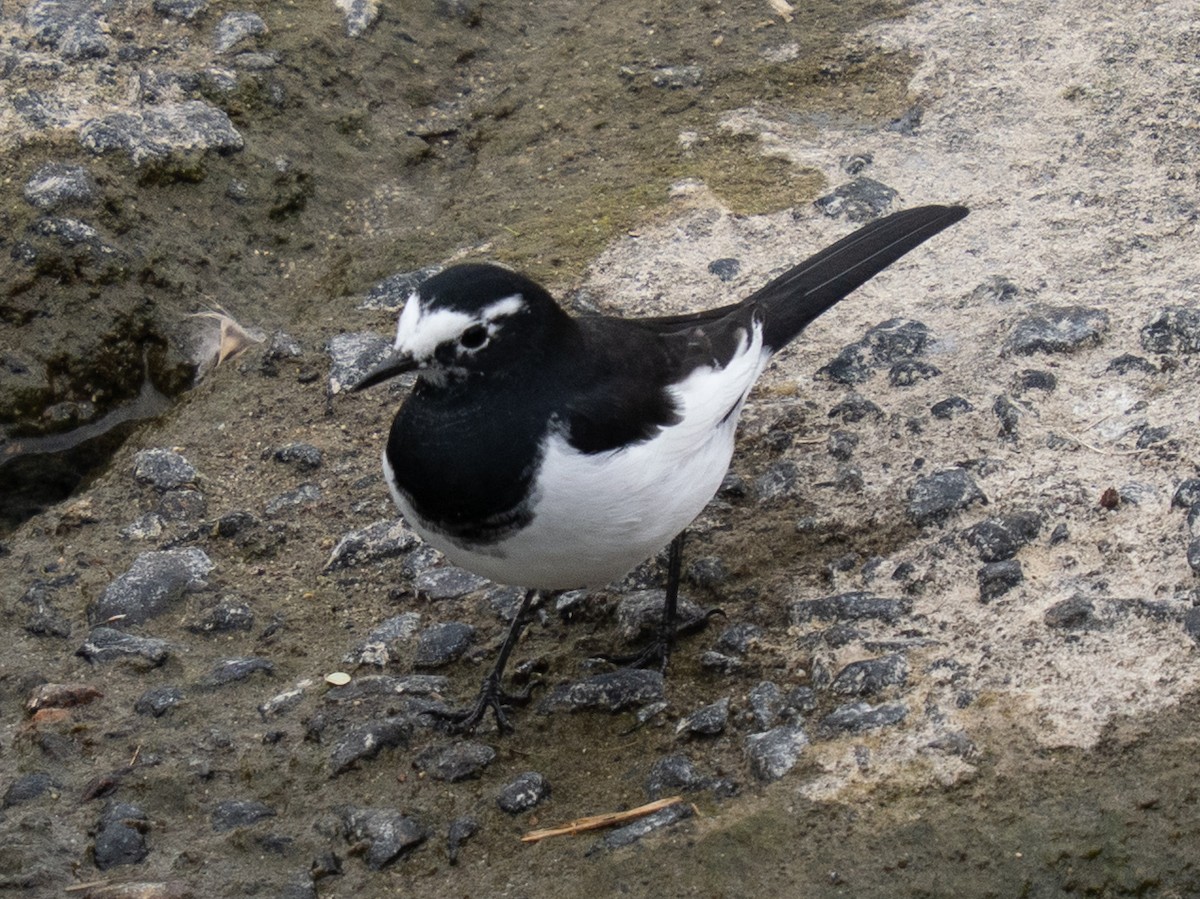 Japanese Wagtail - ML647068362