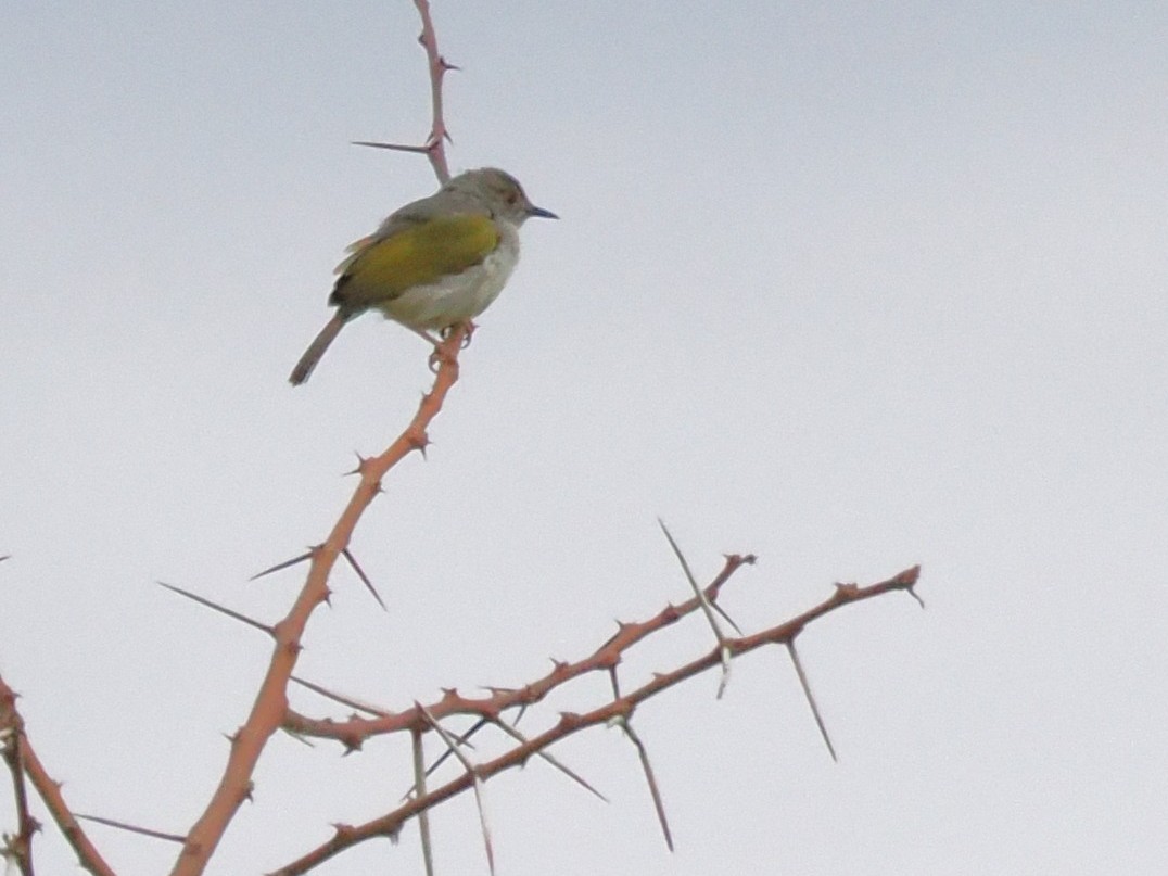 Green-backed Camaroptera (Gray-backed) - ML647068365