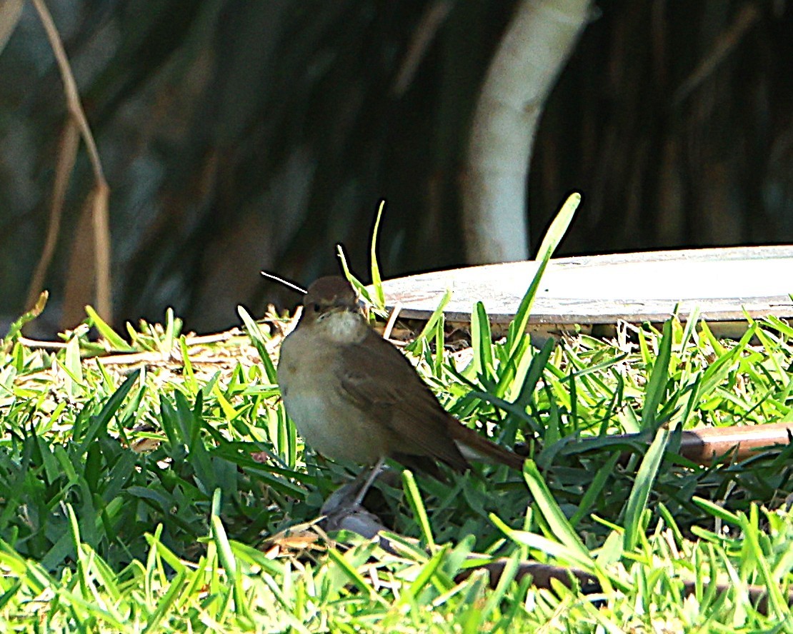 slavík obecný - ML647068373