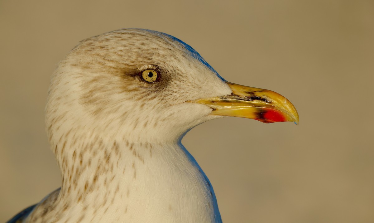 Gaviota Sombría - ML647068387