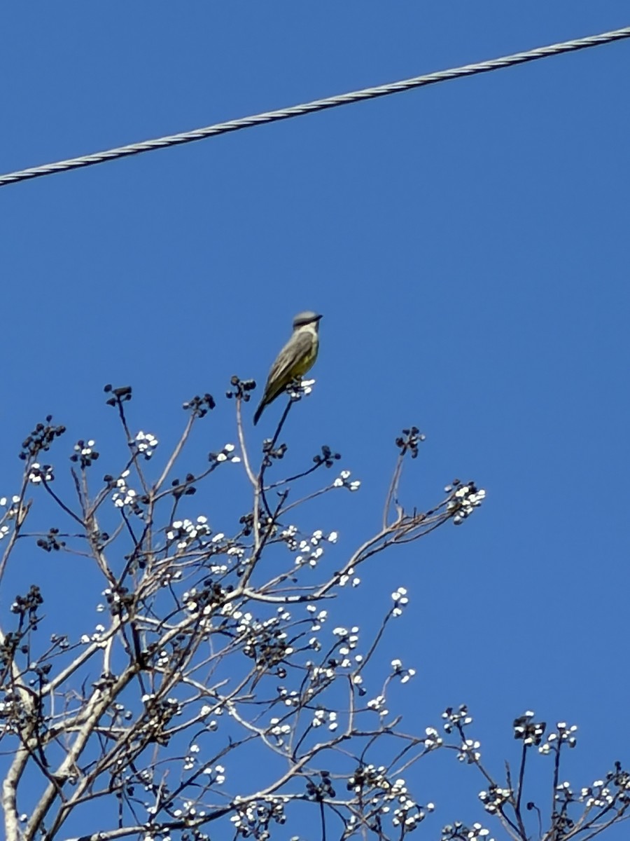 Западный тиранн - ML647068390