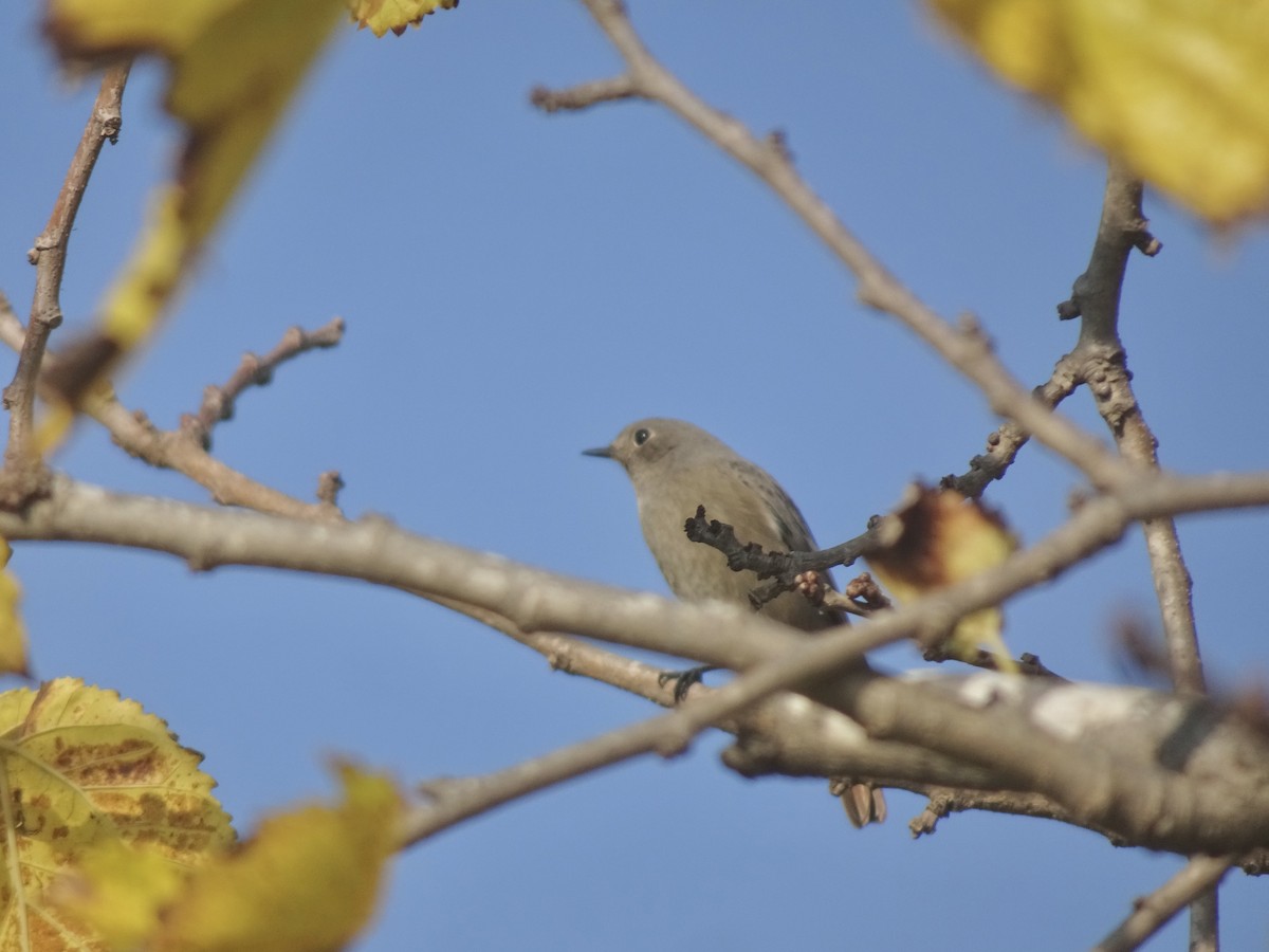 Black Redstart - ML647068400