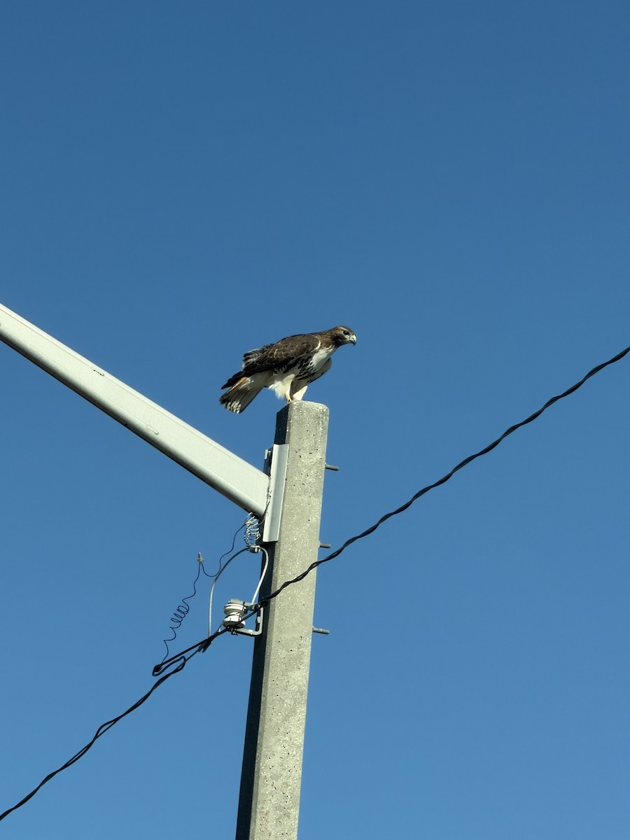 Busardo Colirrojo - ML647068406